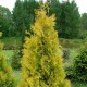 Thuja occidentalis Yellow Ribon 20-25 cm C3